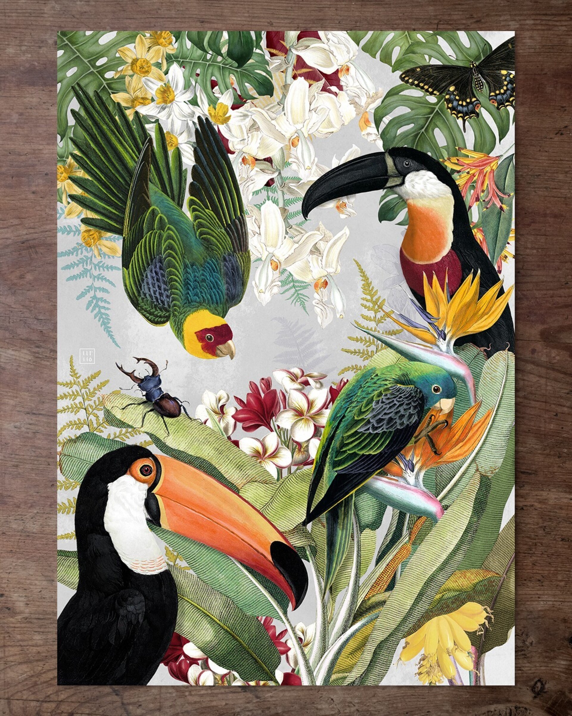Lámina "The Parrots and the Toucans" 21x30 cm - 2