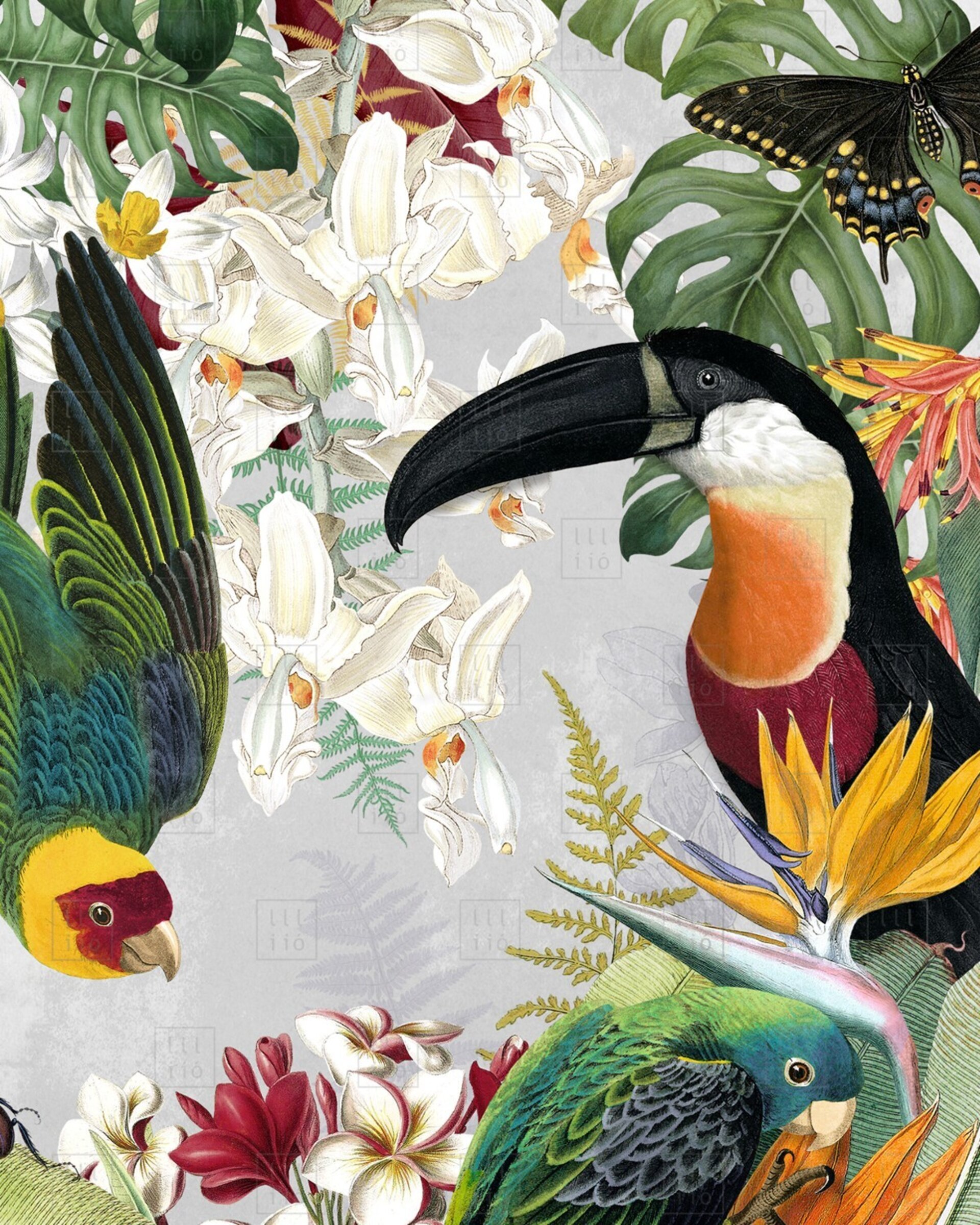 Lámina "The Parrots and the Toucans" 21x30 cm - 4