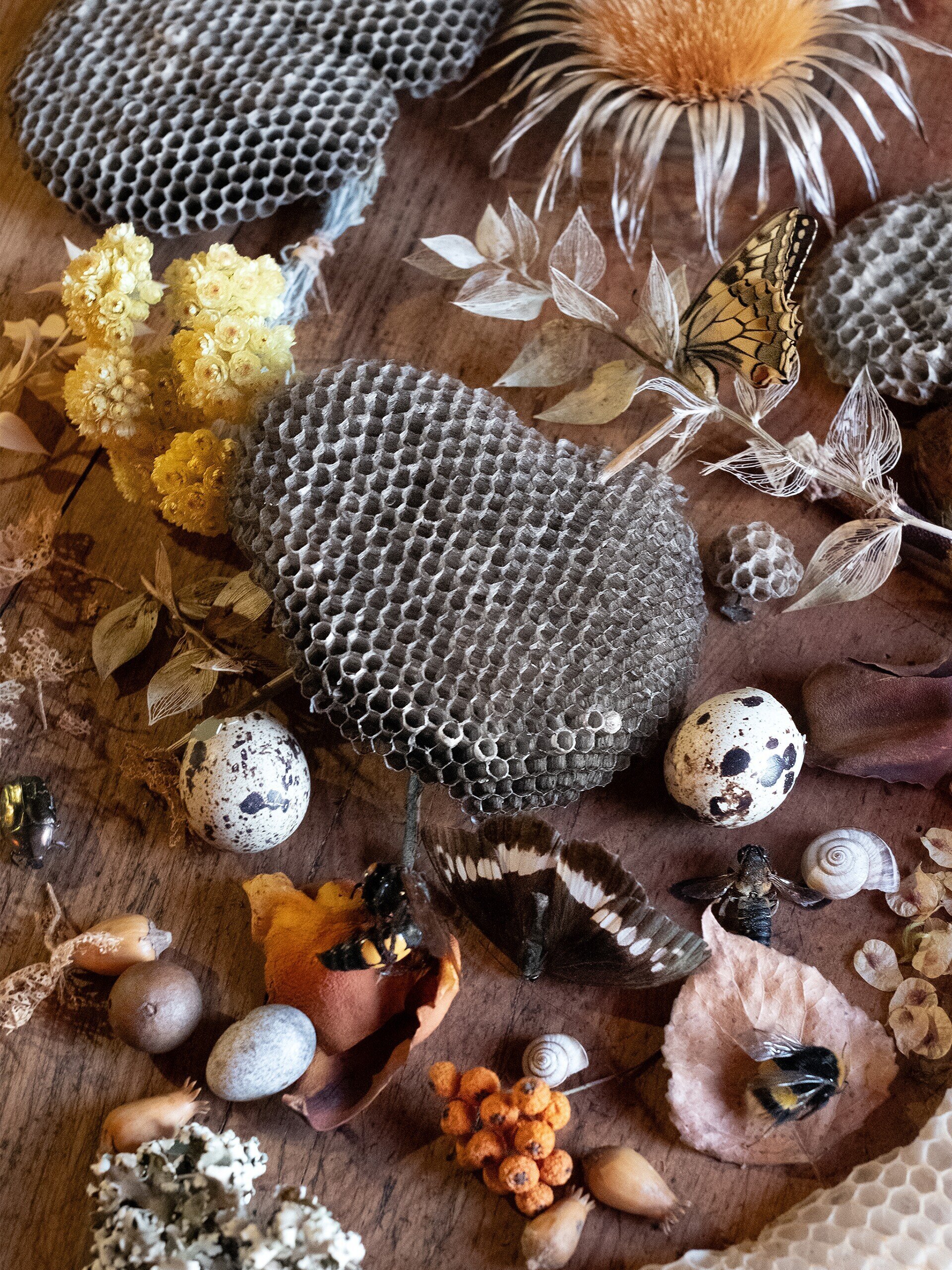 La ética detrás de mis obras botánicas