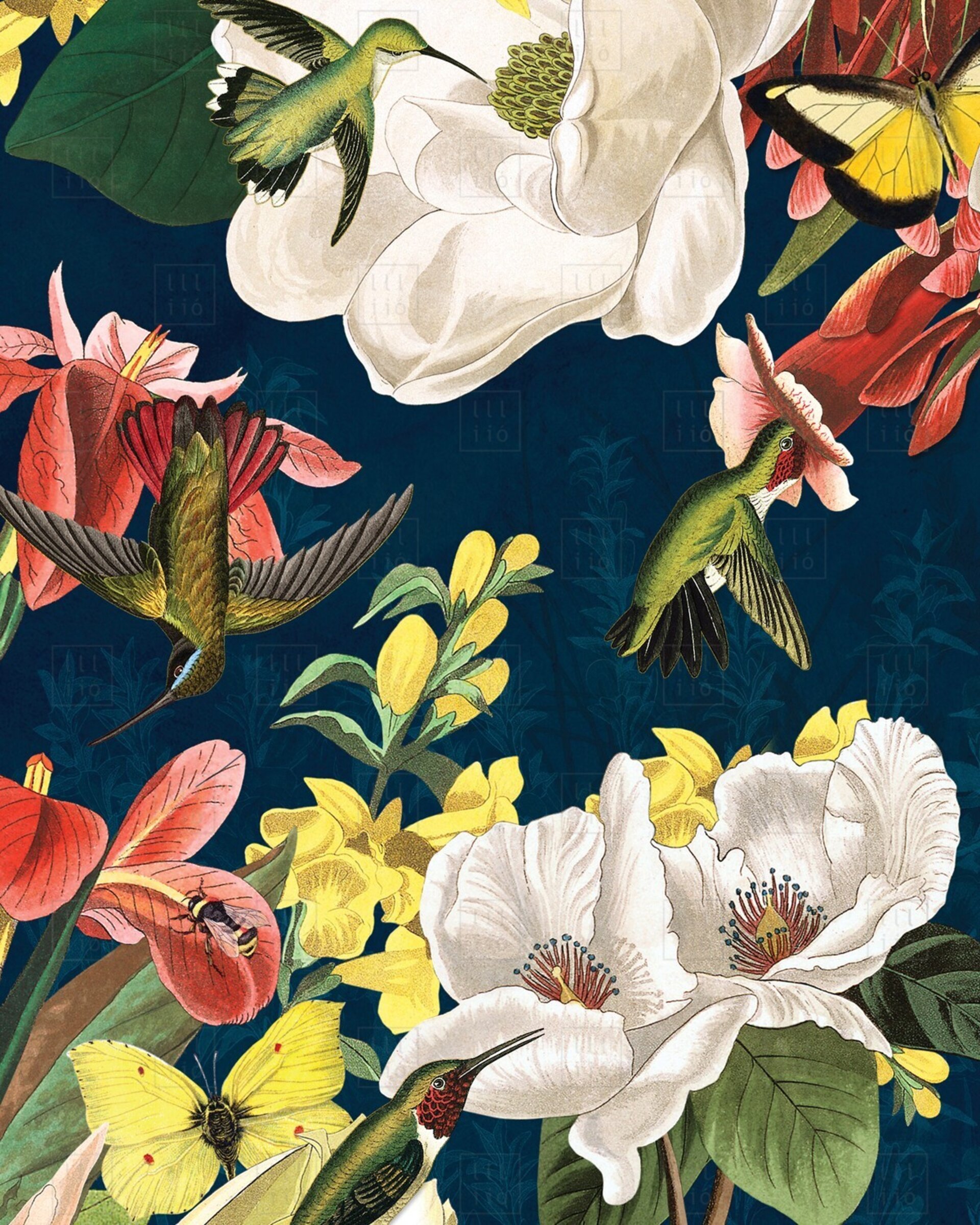 Lámina "The Hummingbirds" 21x30 cm - 3