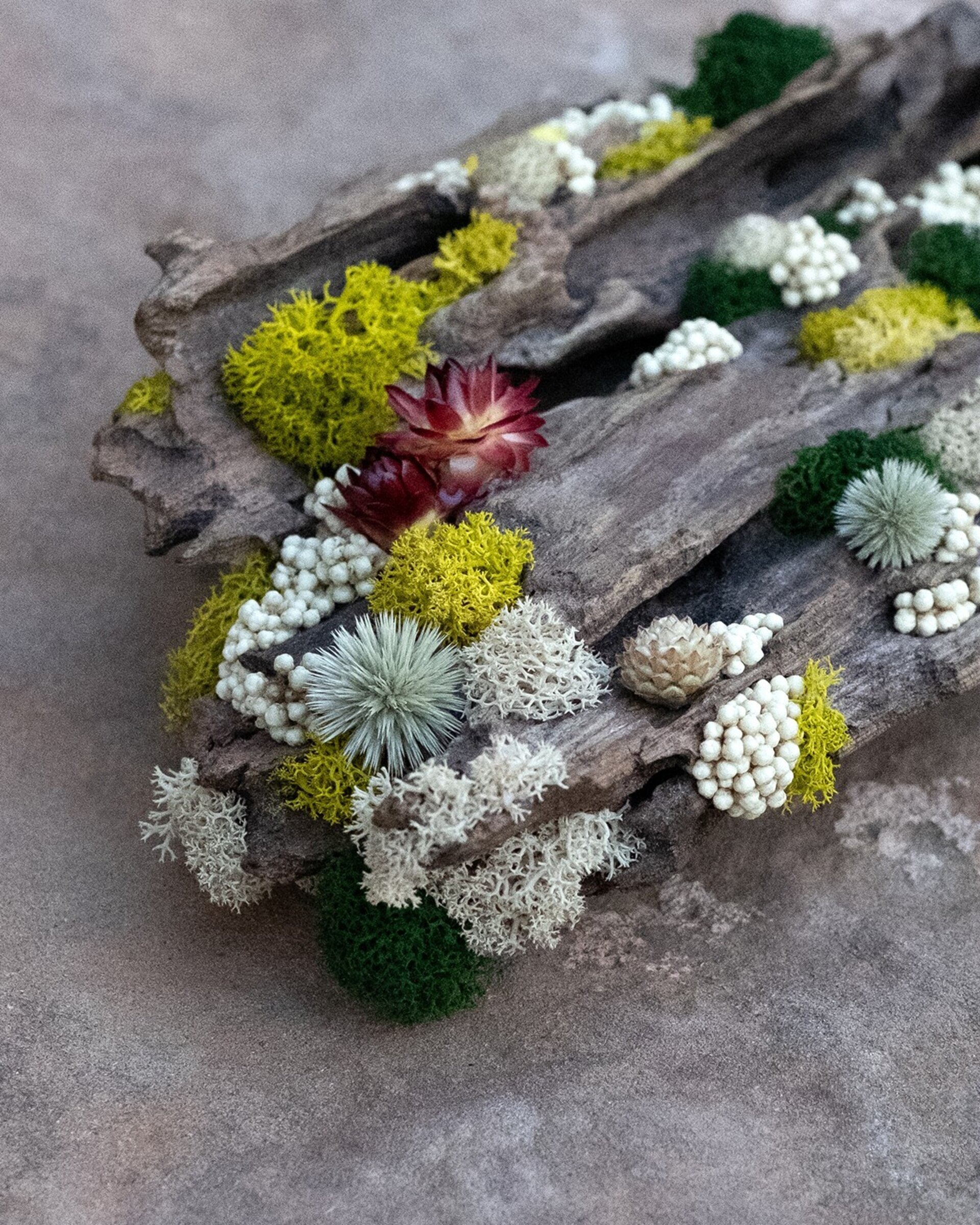 “Corteza erosionada” (22x13 cm) - 3