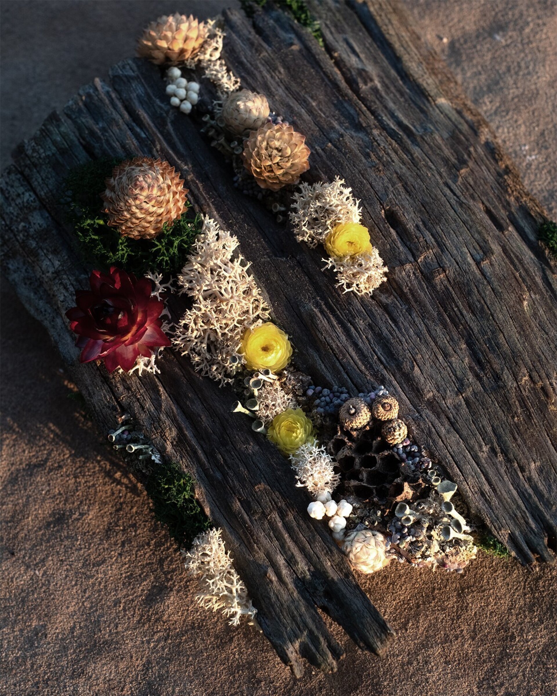 Arte botánico en madera “Brotar desde corteza" (10x13 cm) - 2